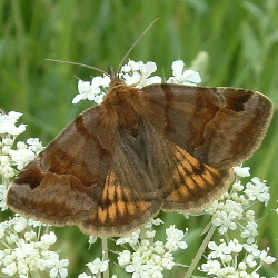 Euclidia glyphica Euclidia glyphica